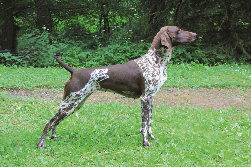 Jule von Neuarenberg