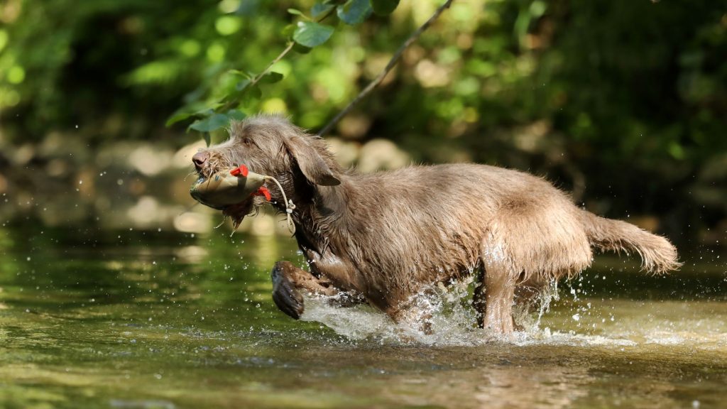 Amber vom Forsthaus Hubertus