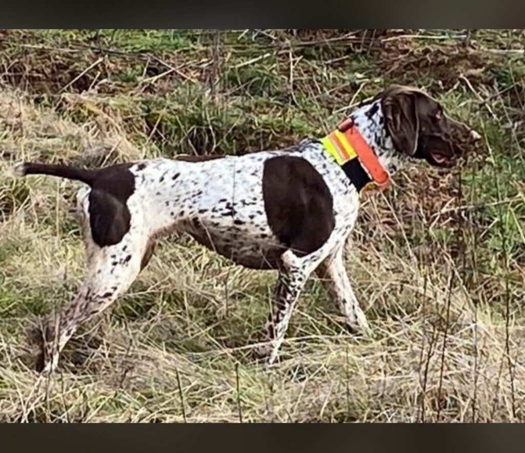 Imme vom langen Berg