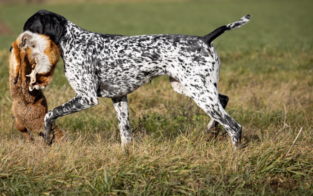 Animal von der Belmer Kroneneiche_klein