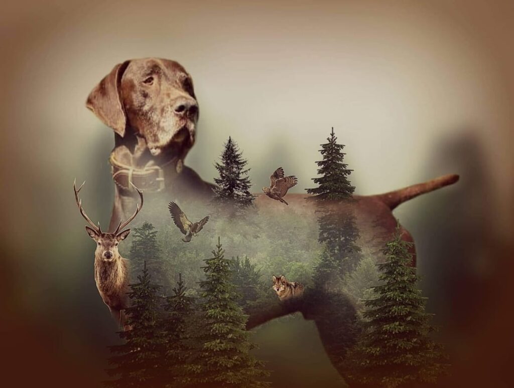 Henry von der Hansaburg