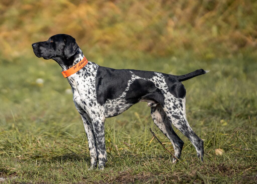 Amarillo Engel von Lócs