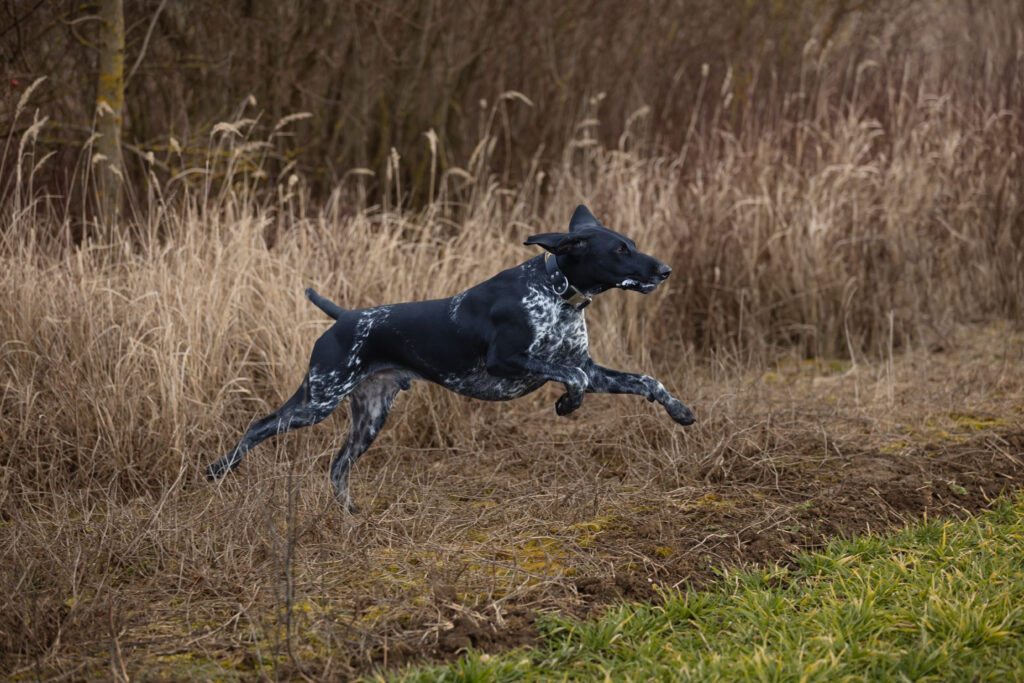 Tango Potonskej luky